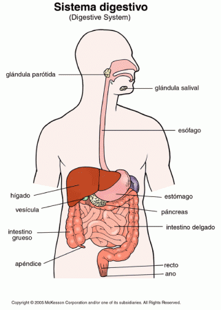 Los órganos que hacen posible la digestión forman el aparato digestivo